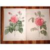 Image 1 : French Botanical Engravings 19th Century #1082153