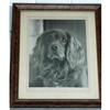 Image 1 : Framed Black & White Photo of Irish Setter Dog #1155854