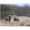 Image 6 : PHASA - Kings Wildebeest Package in the Limpopo Province