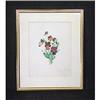 Image 1 : Antique Drawing Pansies Framed Art Signed #1084076