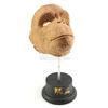 Image 6 : Lot #1 - 2001: A SPACE ODYSSEY (1968) - Ape Mask Appliance