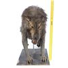 Image 7 : Lot #8 - 300 (2006) - Wolf Stand-In Puppet