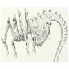 Image 3 : Lot #34 - ALIEN3 (1992) - Hand-Drawn Facehugger Illustration by Alec Gillis