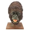 Image 1 : Lot #182 - CONGO (1995) - Animatronic Amy (Lorene Noh) Screaming Head