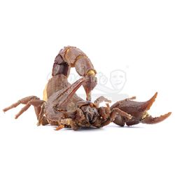 Lot #338 - HONEY, I SHRUNK THE KIDS (1989) - Phil Tippett Collection: Stop-Motion Scorpion Puppet