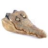 Image 2 : Lot #417 - JUMANJI (1995) - Animatronic Crocodile Head and Forefeet