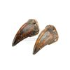 Image 7 : Lot #422 - JURASSIC PARK (1993) - Pair of Tyrannosaurus Rex Claws