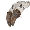 Image 12 : Lot #424 - JURASSIC PARK (1993) - Cable-Controlled Velociraptor Puppet Feet With Claws