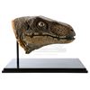 Image 2 : Lot #427 - JURASSIC PARK (1993) - Velociraptor Paint Test Head