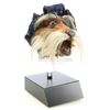 Image 2 : Lot #436 - LABYRINTH (1986) - Sir Didymus Puppet Head