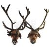 Image 1 : Lot #574 - SANTA CLAUSE 2, THE (2002) - Pair of Reindeer Heads With Antlers