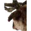 Image 2 : Lot #574 - SANTA CLAUSE 2, THE (2002) - Pair of Reindeer Heads With Antlers