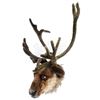 Image 8 : Lot #574 - SANTA CLAUSE 2, THE (2002) - Pair of Reindeer Heads With Antlers