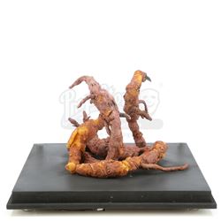 Lot #861 - WILLOW (1988) - Phil Tippett Collection: Baby Eborsisk Tentacles Display
