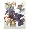 Image 1 : c1946 Audubon Print, #177 White-Crowned Pigeon