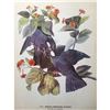 Image 2 : c1946 Audubon Print, #177 White-Crowned Pigeon