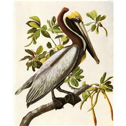 c1946 Audubon Print, #251 Brown Pelican