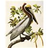 Image 1 : c1946 Audubon Print, #251 Brown Pelican
