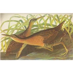 c1946 Audubon Print, #203 King Rail