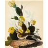 Image 1 : c1950 Audubon Print, Vesper Sparrow