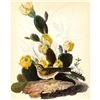 Image 2 : c1950 Audubon Print, Vesper Sparrow