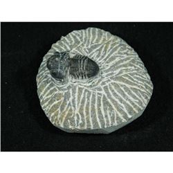 Prehistoric Trilobite, Morocco Fossil Specimen