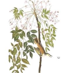 c1946 Audubon Print, #63 White-Eyed Vireo