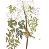 Image 1 : c1946 Audubon Print, #63 White-Eyed Vireo