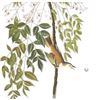 Image 2 : c1946 Audubon Print, #63 White-Eyed Vireo