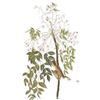 Image 3 : c1946 Audubon Print, #63 White-Eyed Vireo