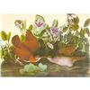 Image 1 : c1950 Audubon Print, Key West Quail-Dove