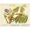 Image 2 : c1946 Audubon Print, #2 Yellow-Billed Cuckoo