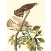 Image 1 : c.1950 Audubon Print, Merlin or Pigeon Hawk