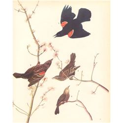 c1946 Audubon Print, #67 Red-Wing