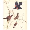 Image 1 : c1946 Audubon Print, #67 Red-Wing