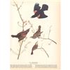 Image 2 : c1946 Audubon Print, #67 Red-Wing