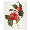 Image 1 : After Pierre-Jospeh Redoute, Floral Print, #16 Camelia panache