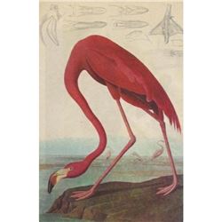 c1946 Audubon Print, #431 Pink Flamingo