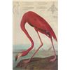 Image 1 : c1946 Audubon Print, #431 Pink Flamingo