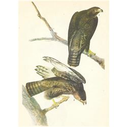 c1946 Audubon Print, #86 Harlan's Hawk