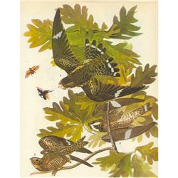 c1946 Audubon Print, #147 Nighthawk