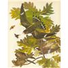 Image 1 : c1946 Audubon Print, #147 Nighthawk