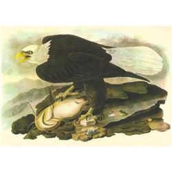 c1946 Audubon Print, #31 Bald Eagle