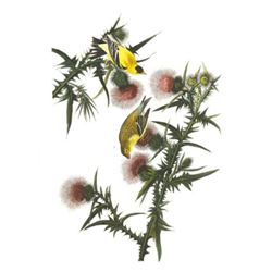 c1946 Audubon Print, #33 Goldfinch