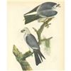 Image 1 : c1946 Audubon Print, #117 Mississippi Kite