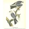 Image 2 : c1946 Audubon Print, #117 Mississippi Kite