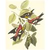 Image 1 : c1950 Audubon Print, White-Winged Crossbill