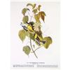 Image 2 : c1946 Audubon Print, #134 Blackburnian Warbler