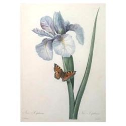 After Pierre-Jospeh Redoute, Floral Print, #60 Iris Xiphium ( Iris )