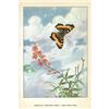 Image 2 : 1920's American Tortoise-Shell Butterfly Color Lithograph Print